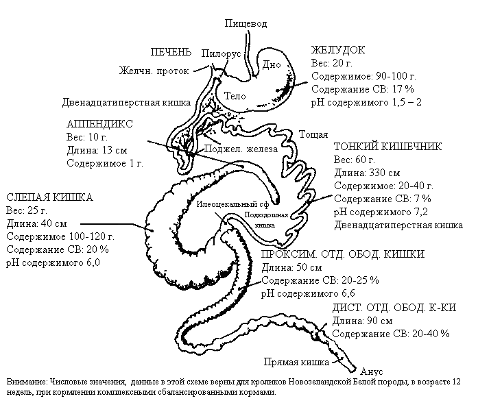 Схема жкт кошки